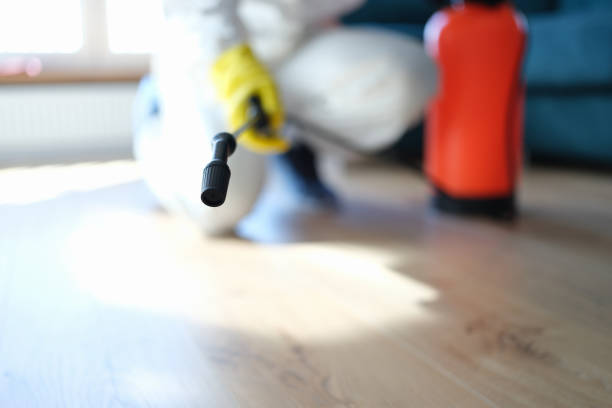 Best Mold Damage Restoration  in Park Center, CO